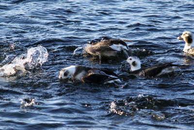 Long-tailed Duck ♂