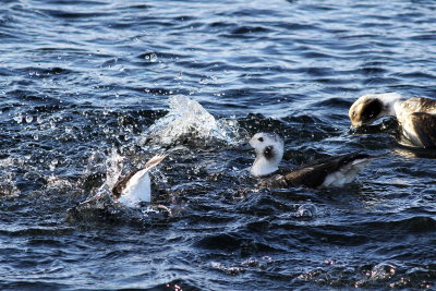 Long-tailed Duck ♂