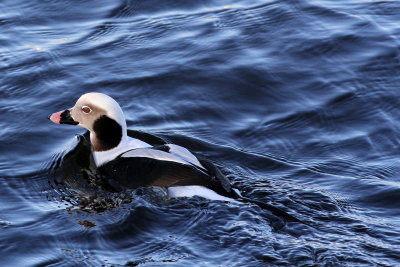 Long-tailed Duck ♂