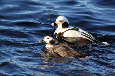 Long-tailed Ducks   ♂ & ♀