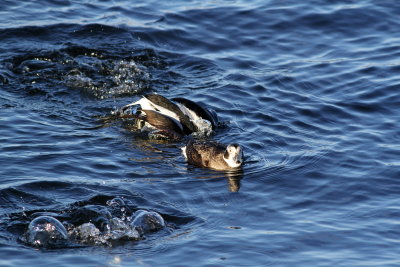 Long-tailed Duck ♂