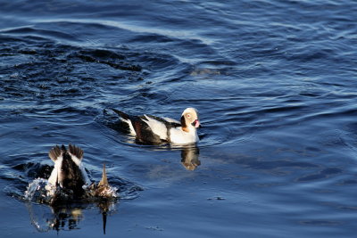 Long-tailed Duck ♂