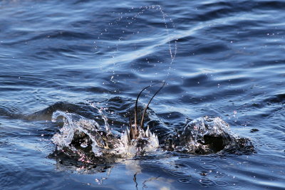 Long-tailed Duck ♂