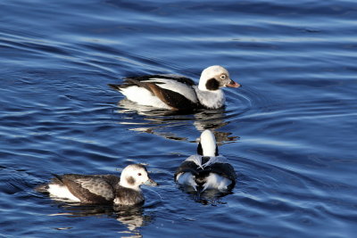 Long-tailed Duck