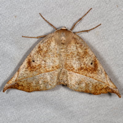 Hodges#6966 * Curve-toothed Geometer * Eutrapela clemataria