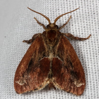 Hodges#4685 * Purple-crested Slug Moth * Adoneta spinuloides