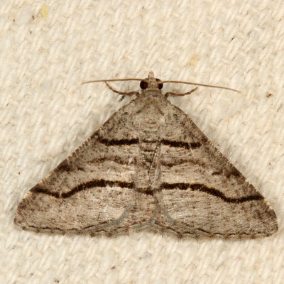 Hodges#6362 * Curve-lined Angle * Digrammia continuata