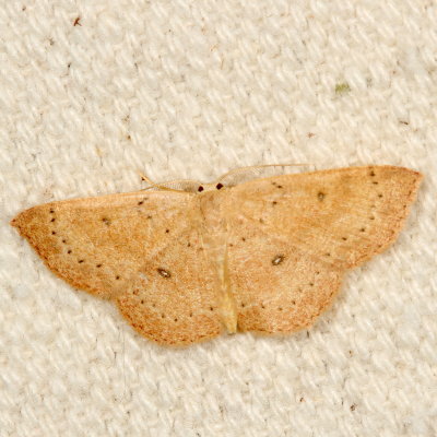 Hodges#7136 * Packard's Wave * Cyclophora packardi