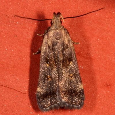 Hodges#2299 * Dichomeris leuconotella