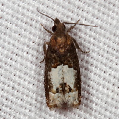 Hodges#2937 * Variable Eucosma * Eucosma parmatana