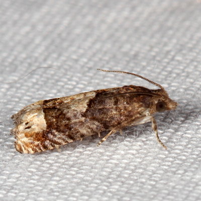 Hodges#2937 * Variable Eucosma * Eucosma parmatana