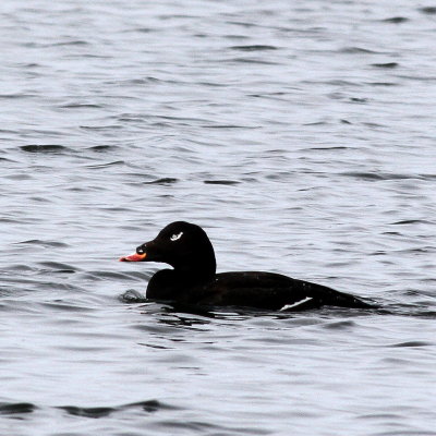 White-winged Scoter ♂