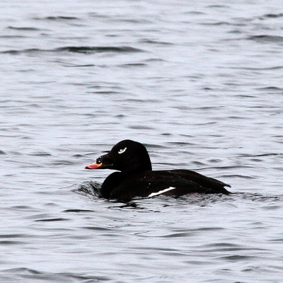 White-winged Scoter ♂