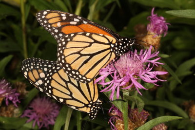 Multi-tasking Monarchs