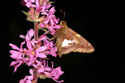 Silver-spotted Skipper