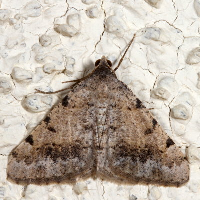 Hodges#6381 * Creosote Moth * Digrammia colorata
