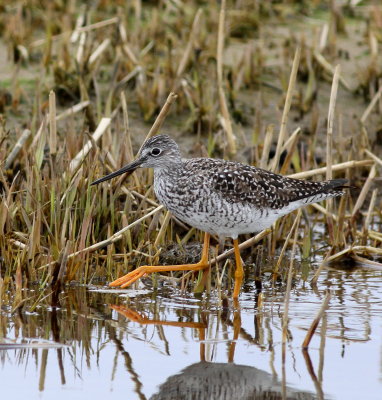 Greater Yellowlegs