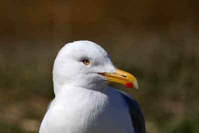 Herring Gull / Adult breeding