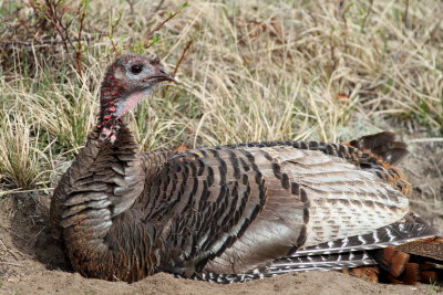 Wild Turkey
