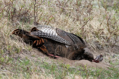 Wild Turkey