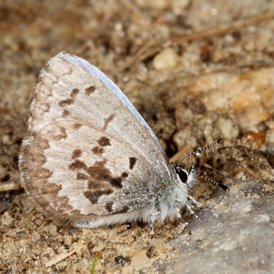Spring Azure, form lucia