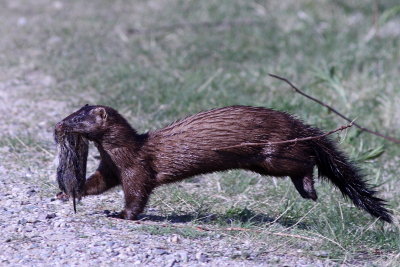 Mink with vole