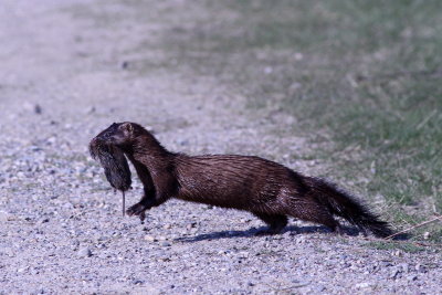 Mink with vole