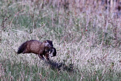 Mink with vole