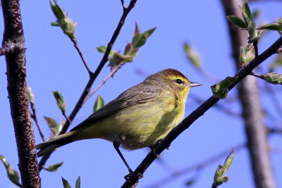 Palm Warbler