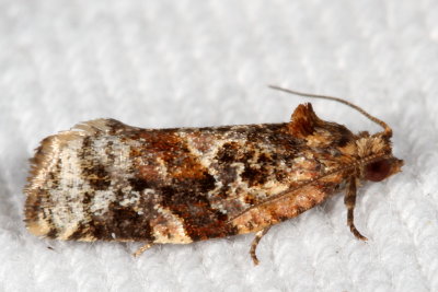 Hodges#3597 * Red-banded Leafroller * Argyrotaenia velutinana