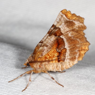 6763-6844 : Nacophora, Metarranthis 