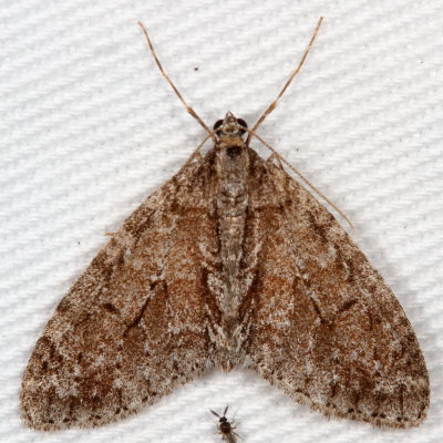Hodges#7637 * Mottled Gray Carpet * Cladara limitaria