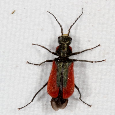 Malachius aeneus * Scarlet Malachite Beetle