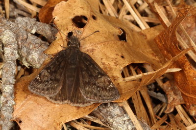 Juvenal's Duskywing