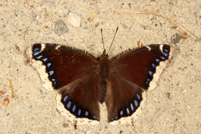 Mourning Cloak