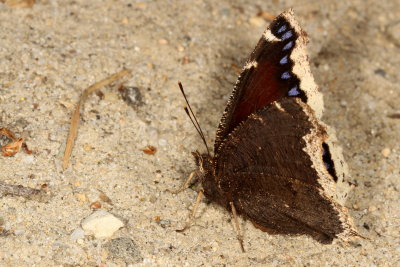 Mourning Cloak