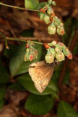 Juvenal's Duskywing