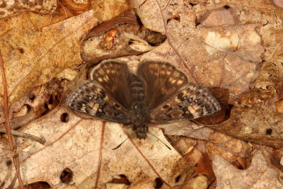 Juvenal's Duskywing