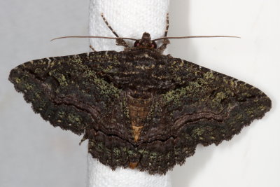 Hodges#8694 * Green-dusted Zale * Zale aeruginosa