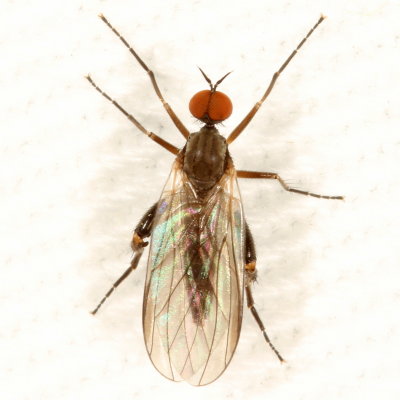 Empididae : Dance Flies