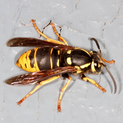 Vespula vidua