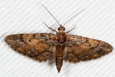 Hodges#7449 * Small Pine Looper * Eupithecia palpata (T)