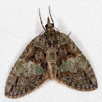 Genus Hydriomena