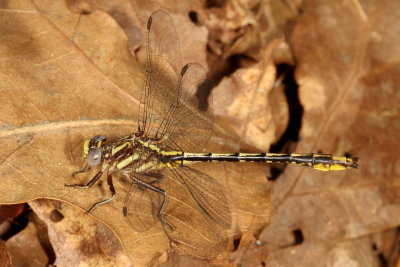 Lancet Clubtail