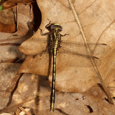 Lancet Clubtail