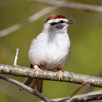 Chipping Sparrow 