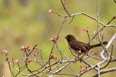 Eastern Towhee ♀