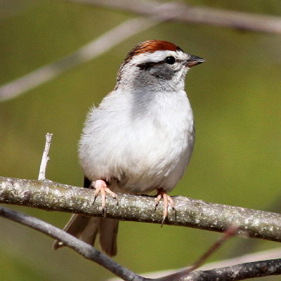 Chipping Sparrow