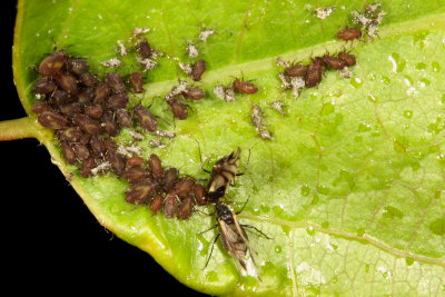 Chaitophorus populicola * Poplar Leaf Aphid