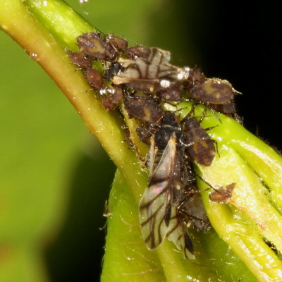 Chaitophorus populicola * Poplar Leaf Aphid